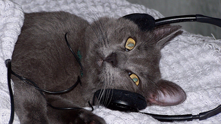 You Can Play This Music For Your Cat (And Your Cat May Actually Like It)